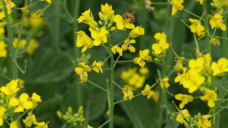 Blommande raps. Nanopartiklar av titandioxid kan minska angreppen av svartfläcksjuka på t.ex. raps, genom att hjälpa sjukdomshämmande bakterier att kolonisera växtens rötter. Foto: David Stephansson 