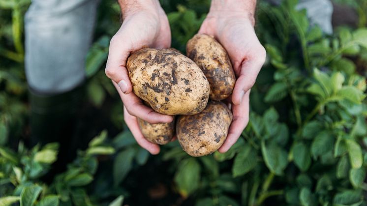 13.Potatis i närbild