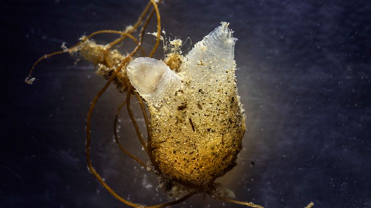 Sekkedyret Molgula (Foto: Fredrik Broms)