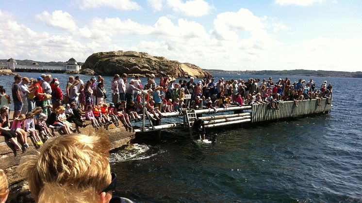 Hajsläpp utanför Havets Hus