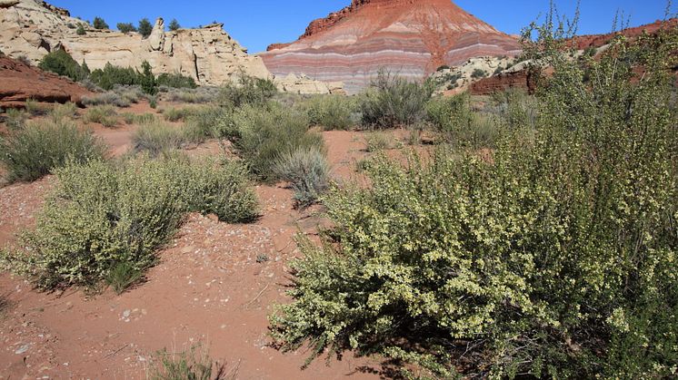 Respiration från torra ekosystem är mindre känslig för temperatur. Foto: Stefano Manzoni (Utah, USA)