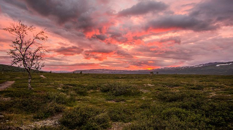 En ensam nästan kaläten fjällbjörk i solnedgången över Kisuris. Frostfjärilens eller fjällbjörkmätarens larver har frossat på grenverket. Foto: Magnus Redegard