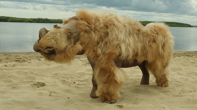 En mer än 45 000 år gammal, men synnerllgen välbevarad noshörningsunge. 