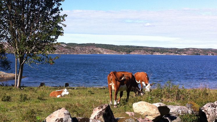 Björshuvudets naturreservat.