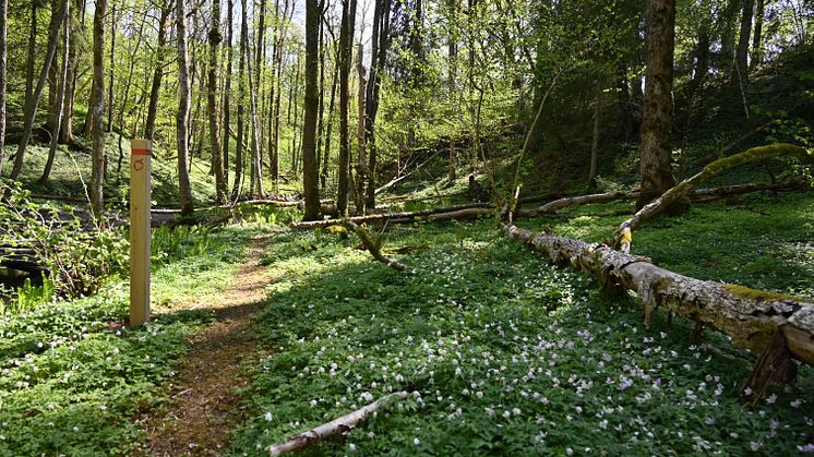 Den nya Majorebergsleden bjuder in till en härlig vandring i lummig natur längs Kärraån i Uddevalla. 