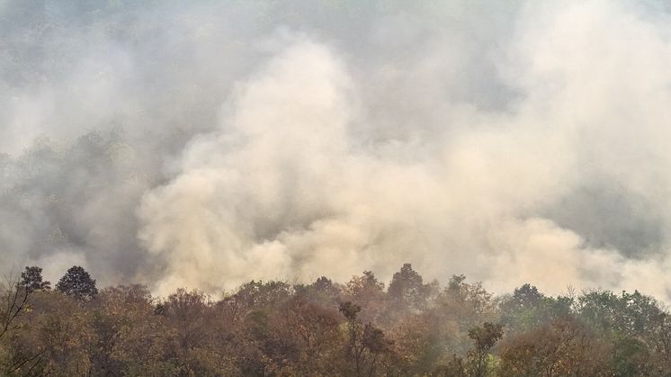 Skovbrandene i Amazonas ser i år ud til at blive endnu værre end sidste år - derfor er der pres på Brasilien for at standse skovbrandene 