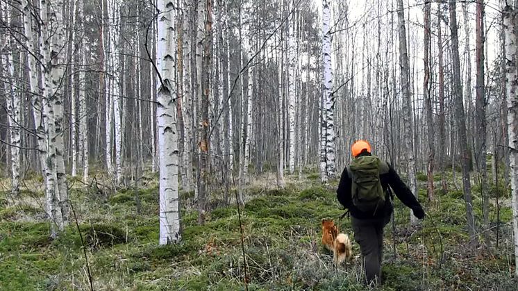 Promenad i skogen