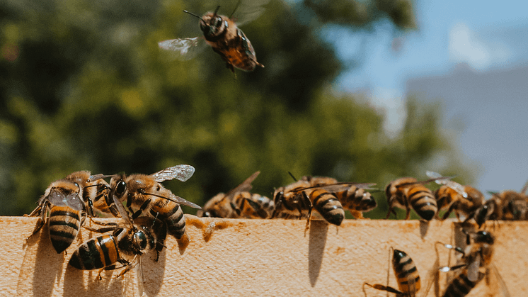 Sådan bliver du biavler