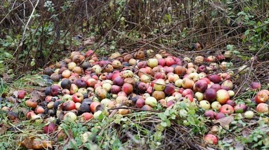 Lämna dålig fallfrukt till återvinningscentralen så blir den biogas och biogödsel.