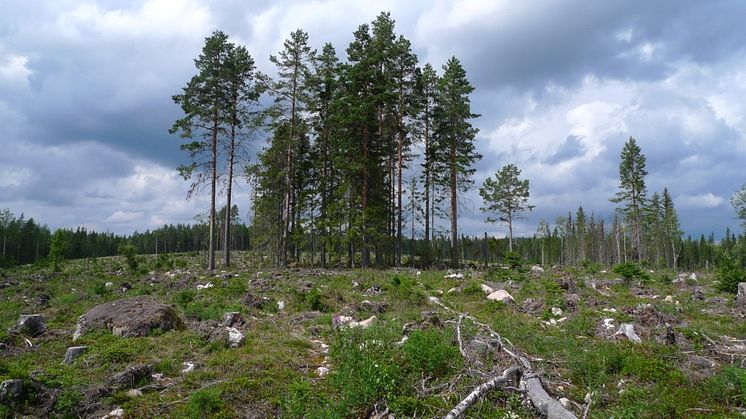 Naturhänsyn vanlig också i andra länder