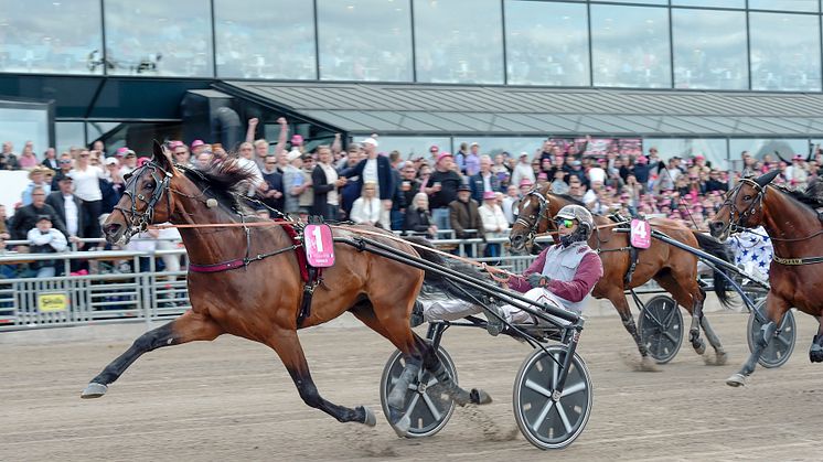 Succé i Elitloppspremiären 2023. ﻿﻿Nu kommer Hohneck till Solvalla för att försvara sin titel. Foto: TR Bild