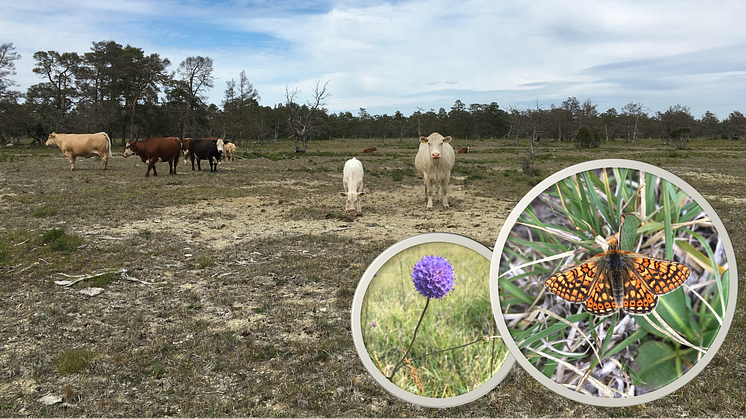 Betande kor i den hotade väddnätfjärilens livsmiljöer är det största hotet mot fjärilsarten då dess värdväxt ängsvädd och de flesta blommande växterna äts upp. Foto: Demieka Seabrook Säwenfalk.