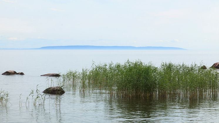 Foto: Jonas Forsberg/Naturfotograferna/IBL Bildbyrå