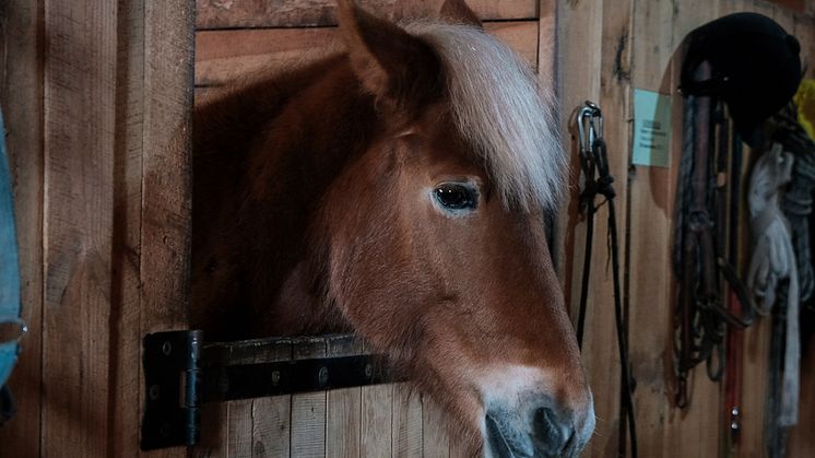 ​Når bunden til hesteboksen skal lægges