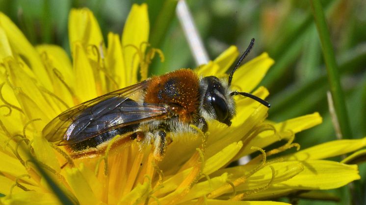 Mange af de vilde bier bestøver kun få arter af planter. Dermed er der større chance for, at den rigtige pollen ender ved den rigtige plante. Her ses en Rødhalet Jordbi, som bestøver mælkebøtter og pil. Foto: Karsten Thomsen.
