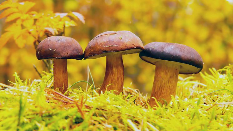 Användbara appar under svampsäsongen är t ex Svampguiden och Hitta Skog