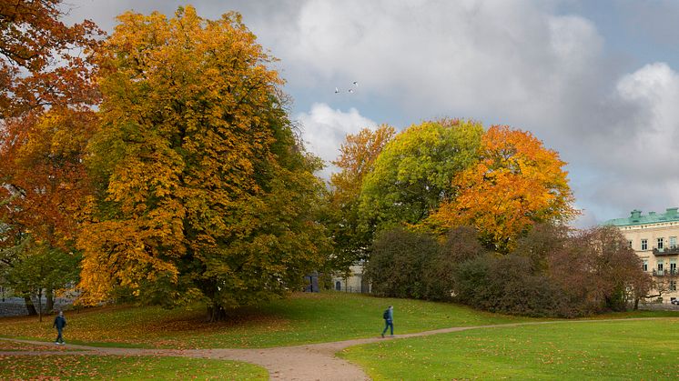 Före Trädgårdsföreningen i Göteborg blev ett kalhygge