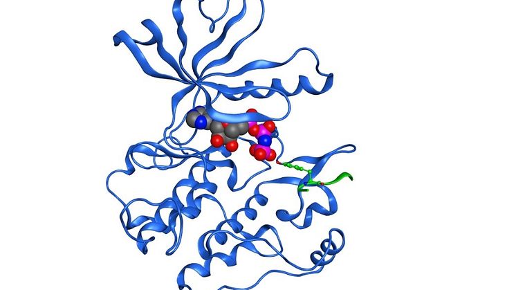 Struktur av insulinreceptorns kinasdomän i komplex med ATP (stora sfärer) och ett peptidsubstrat (grön sträng). Strukturen kan hittas i strukturdatabasen med koden: 1IR3.pdb