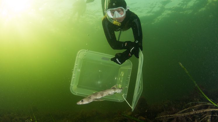 Arkivbild: Havets Hus akvariechef Helen Sköld släpper en småfläckig rödhaj