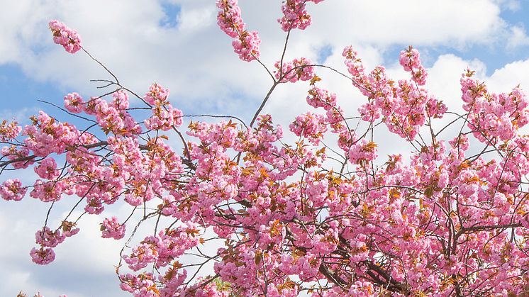 IDEMITSU PETROLEUM NORGE OG MUNCHMUSEET FORTSETTER DET VERDIFULLE SAMARBEIDET, OG TAR MED SEG HANAMI TIL BJØRVIKA