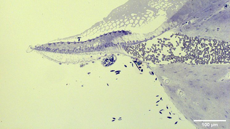 Ljusmikroskopisk bild av en krokodils hörselorgan, som i sig självt liknar ett krokodilhuvud.