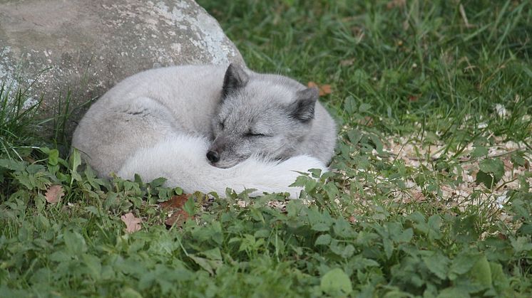 Fjällrävarna i Skånes Djurpark har ännu inga namn. Under påskveckan är alla välkomna att lämna namnförslag på de två nytillskotten i djurparken.