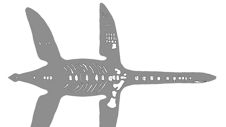 Reconstruction of Arminisaurus schuberti showing preserved bones.  Joschua Knüppe