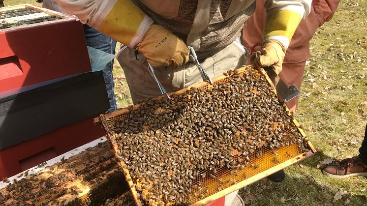 Sedan millennieskiftet har antalet honungsbisamhällen i Sverige ökat med mellan 60-70 procent. Men Sverige har fortfarande en låg genomsnittlig täthet av honungsbin jämfört med övriga Europa. Foto: Jordbruksverket 