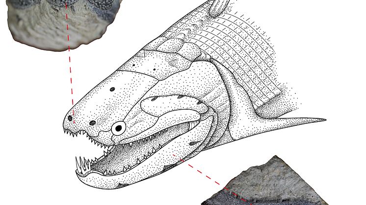 Rekonstruktion av Devonfisken Psarolepis