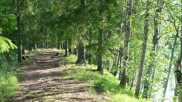 Naturpromenad och föredrag om naturens betydelse för hälsan på Karlberg 27 oktober. Foto: Stina Eriksson