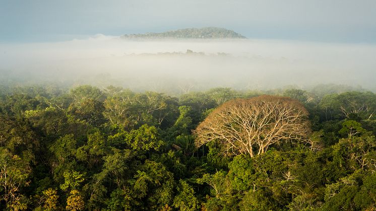 Monte Verde territoriet i Bolivia, hvor Verdens Skove arbejder, strækker sig over en million hektar og indeholder en stor del af verdens største tropiske tørskov. Foto: Bo Johansson