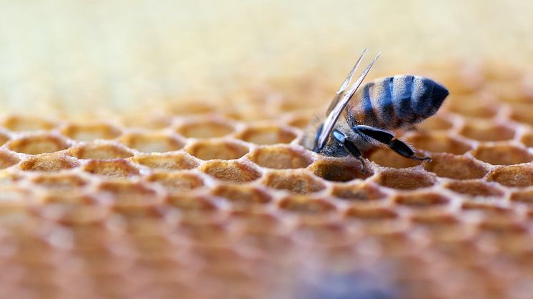 Bienenfest am NaturparkHaus: Bienenwabe -  Foto: Wolfgang Hasselmann via Unsplash