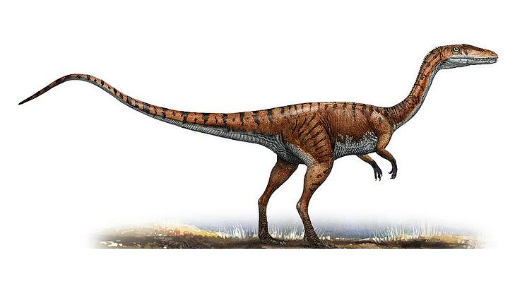Coelophysis-Images (1)