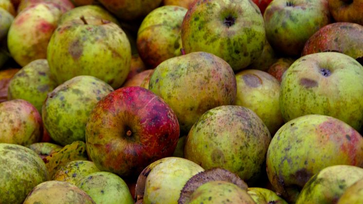 Låt fallfrukten bli biogas och gödsel 