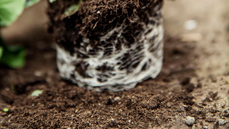 ”Från planta till skörd”- Blomsterlandet till Nordiska trädgårdar