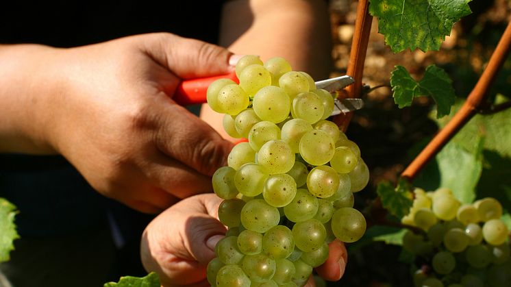 Chardonnay från Bouchard Père & Fils