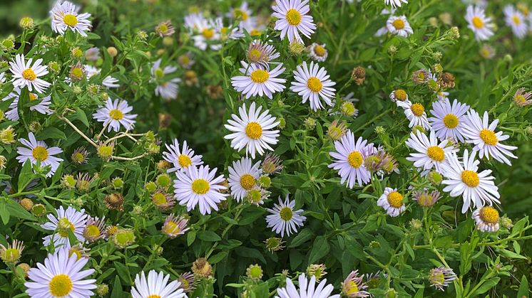 Kalimeris incisa ’Madiva’, fjäderaster passar i allt från finrabatten till naturlika planteringar och i stora sjok. Blommornas milda ton går väl ihop med nästan alla andra blomfärger. Förutom i planteringar är ’Madiva’ fin i buketter.