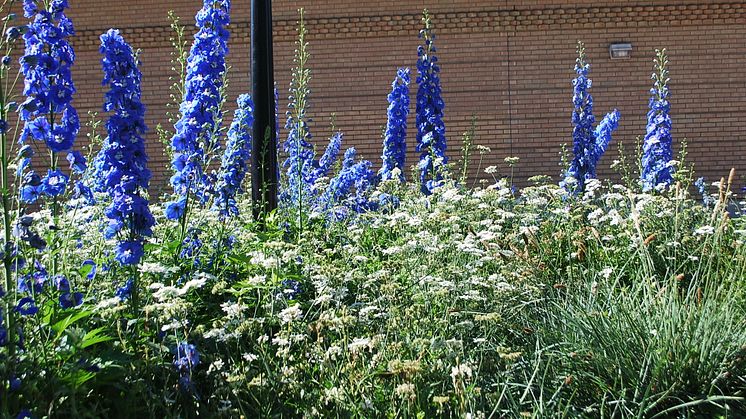 Sommarblomsvandring i Umeås parker