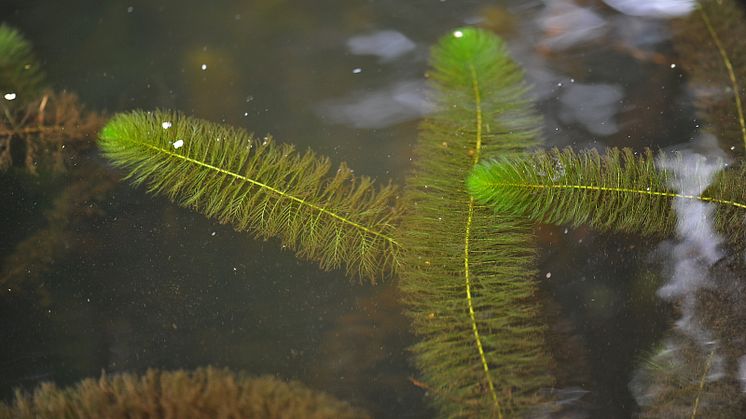 Kamslinga (Myriophyllum heterophyllum) är en EU-listad invasiv främmande art som för första gången hittats i Sverige, i Alsterån i Kalmar län. Foto: Mikael Svensson