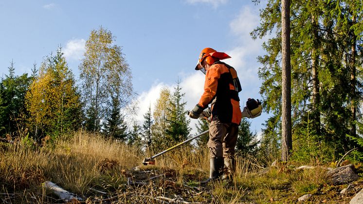 Körkort för röjsåg är en av meriterna som eftersöks av skogsnäringen. Foto: Kennerth Kullman/Mostphotos