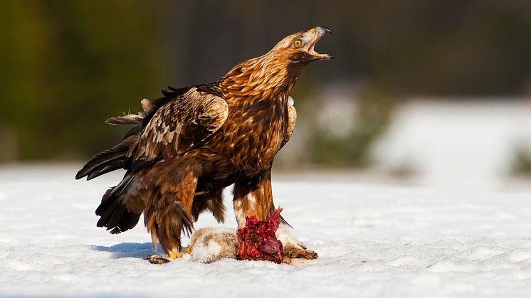 Upplev Sveriges rovfåglar på Naturhistoriska riksmuseet