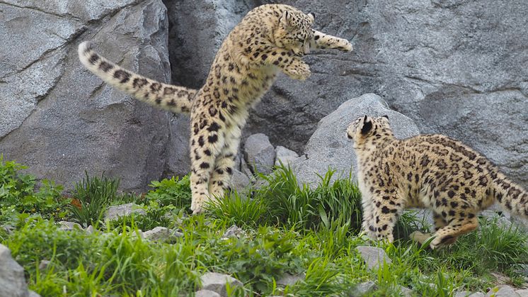 Zoo Leipzig: Schneeleoparden-Zwillinge beim Spielen - Foto: Zoo Leipzig