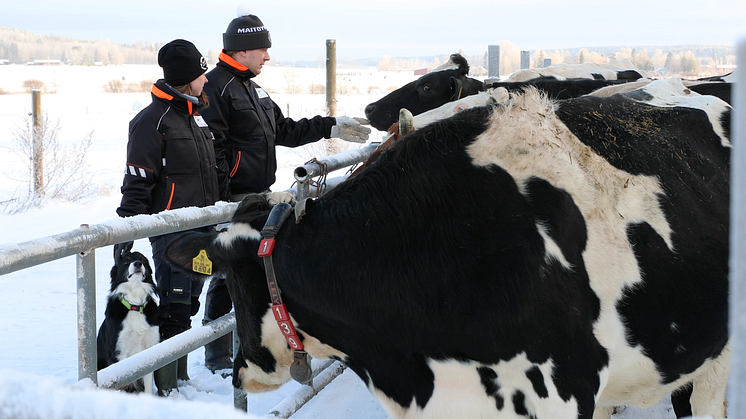 Arla Suomen maitotilojen hiilijalanjälki laskettu, 447 tilaa aikoo pienentää hiilipäästöjään 30 % vuoteen 2025 mennessä