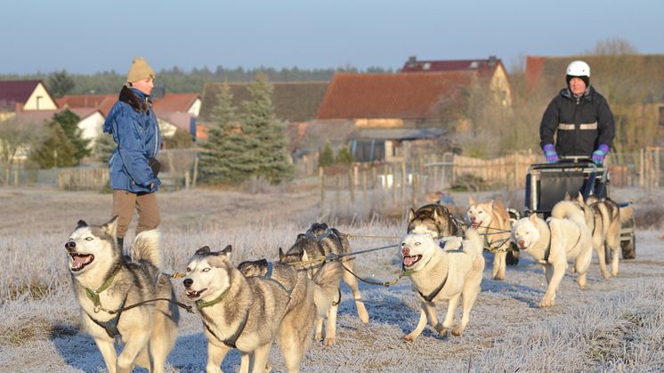 Mit Siberian Huskies kann man im Ruppiner Seenland tolle Ausflüge machen. Foto: Freizeit mit Huskies.  
