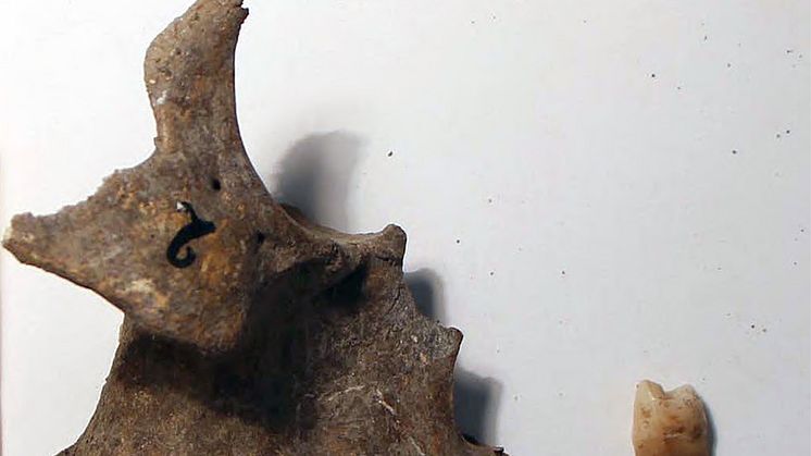 Maxilla and tooth from the specimen excavated at Cabeço da Amoreira in Portugal, used for biomolecular analyses in this study. Photo: Rita Peyroteo Stjerna