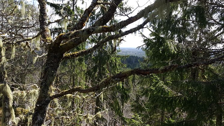 Snappan. Nytt naturreservat i södra Dalsland. Foto: Länsstyrelsen i Västra Götaland