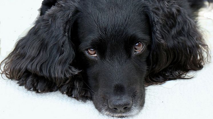 Öroninflammation hos hund 