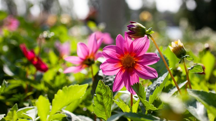 Sensommarblom i parken