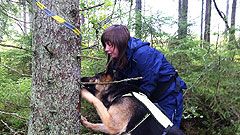 Barkborrehund effektivare än skogskonsulent
