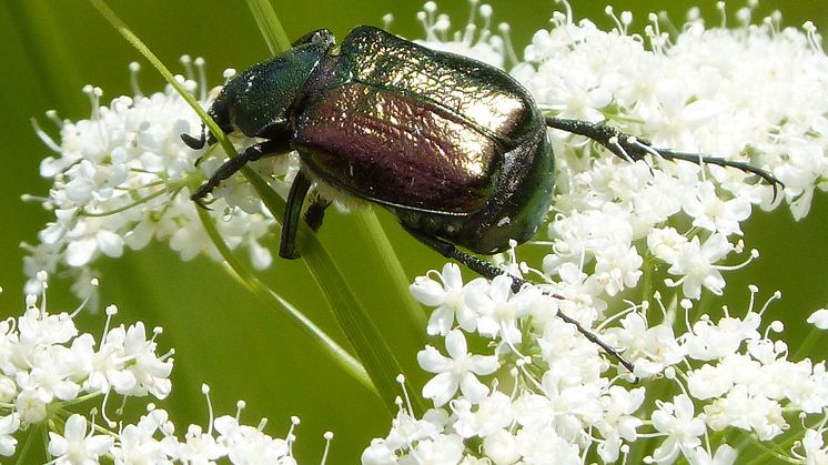  Foto: Grøn pragttorbist. En sjælden bille, der ville have godt af bedre naturforvaltning. 